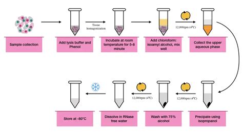 RNA Extraction: Principle, Procedure, Protocol and .